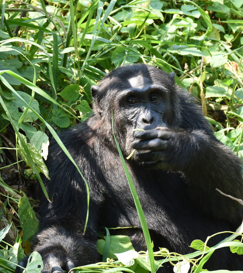 A chimpanzee sitting in green undergrowth in Kibale Forest, Uganda
