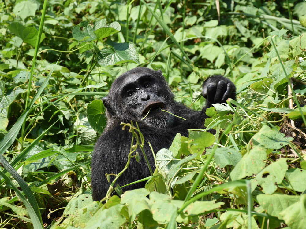 A chimpanzee walking through the forest floor in Kibale, Uganda